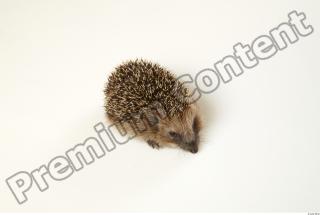 Hedgehog - Erinaceus europaeus  0055